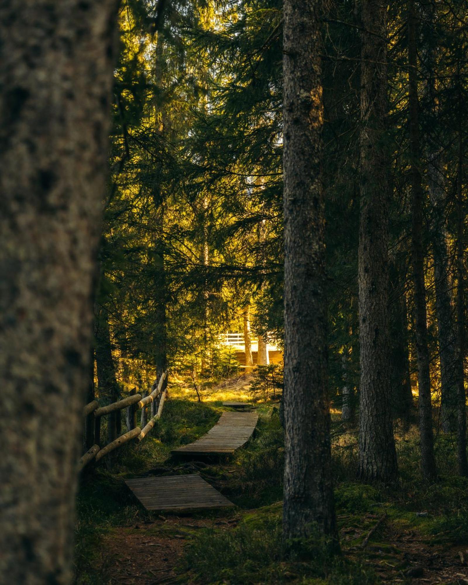 Forest Apartments Pokljuka ゴレンスカ地方 エクステリア 写真